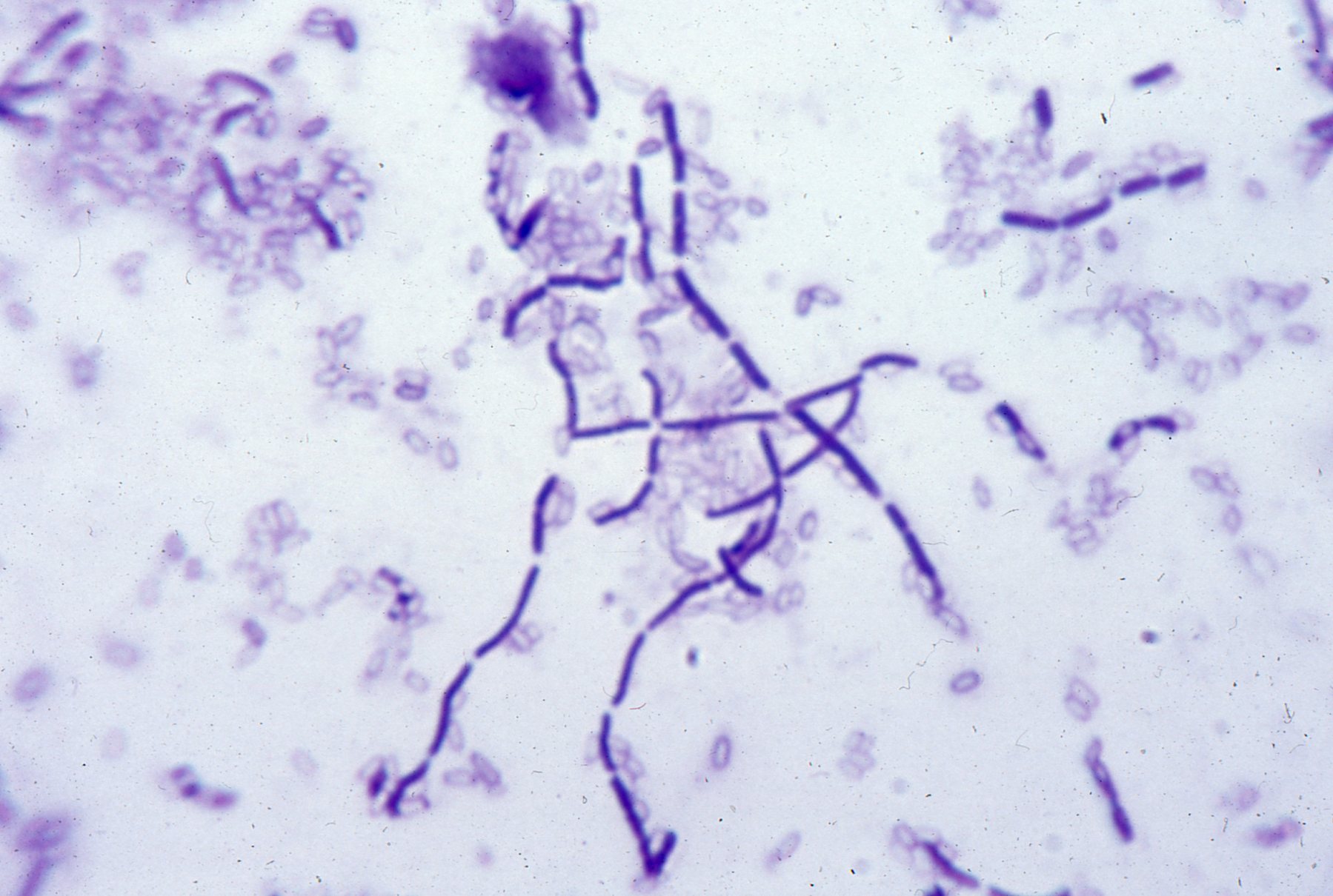 images/Bacillus subtilis.jpg